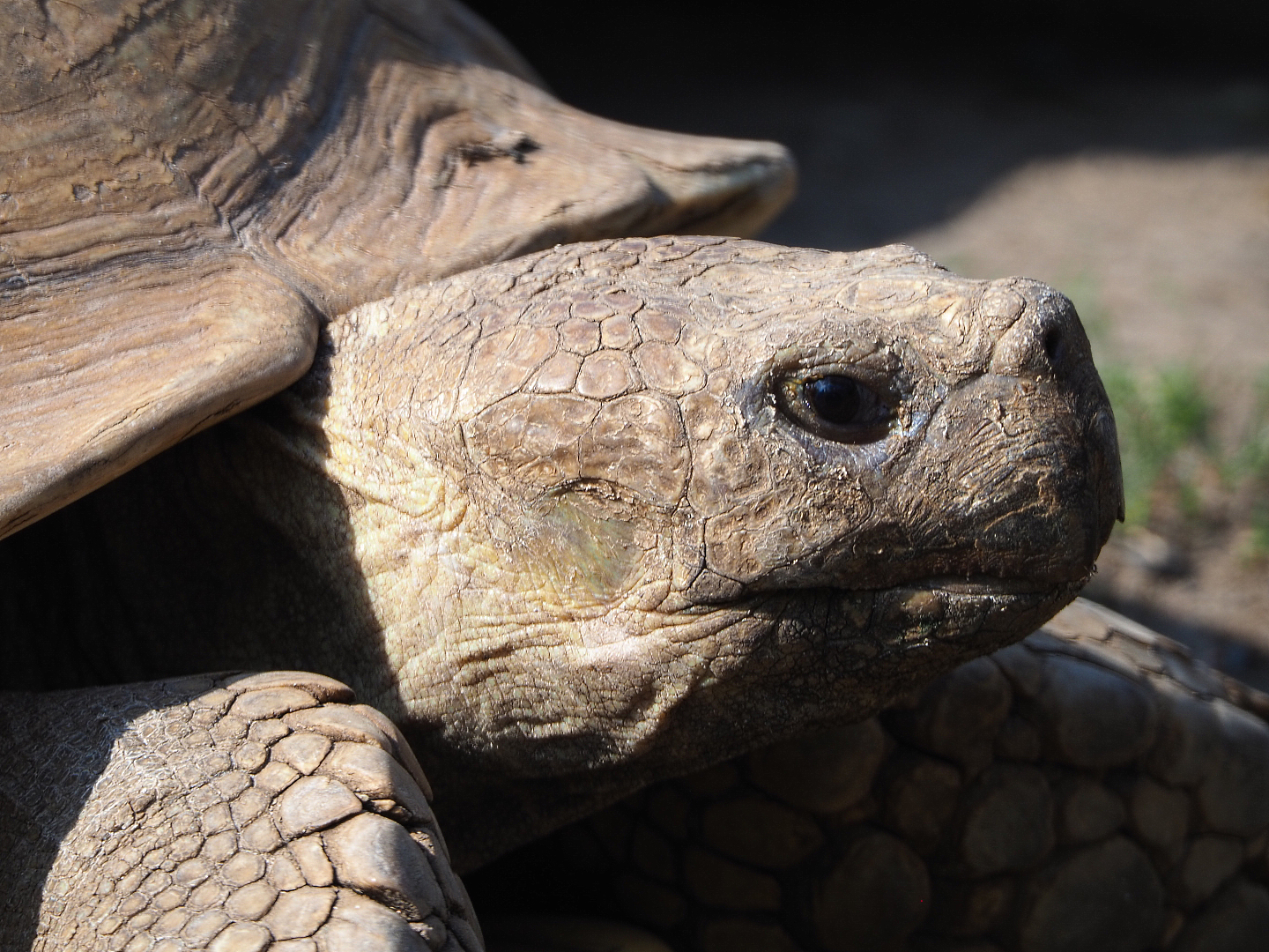 African spurred tortoise (Centrochelys sulcata), 2020-09-02