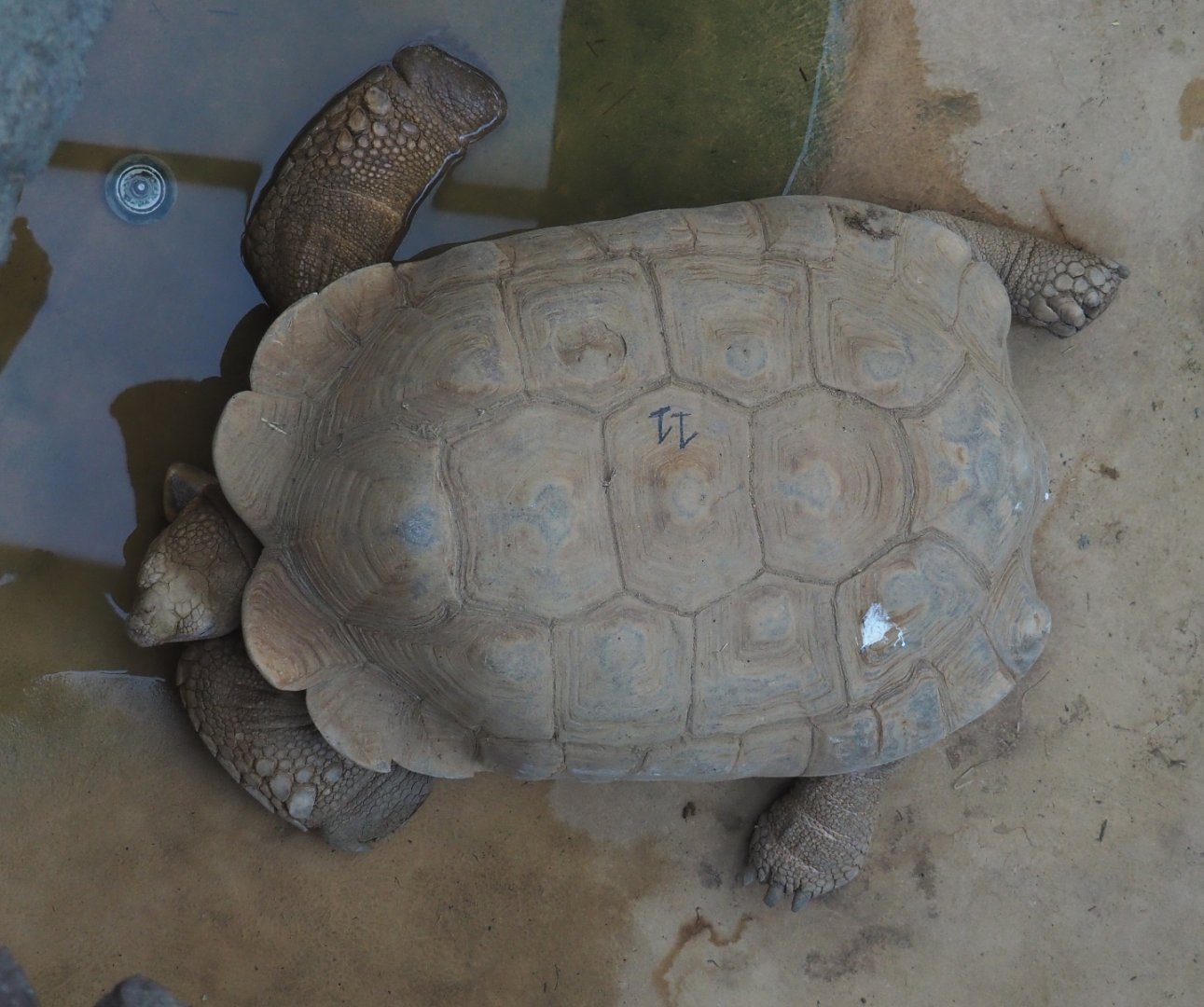African spurred tortoise (Centrochelys sulcata), 2020-09-20
