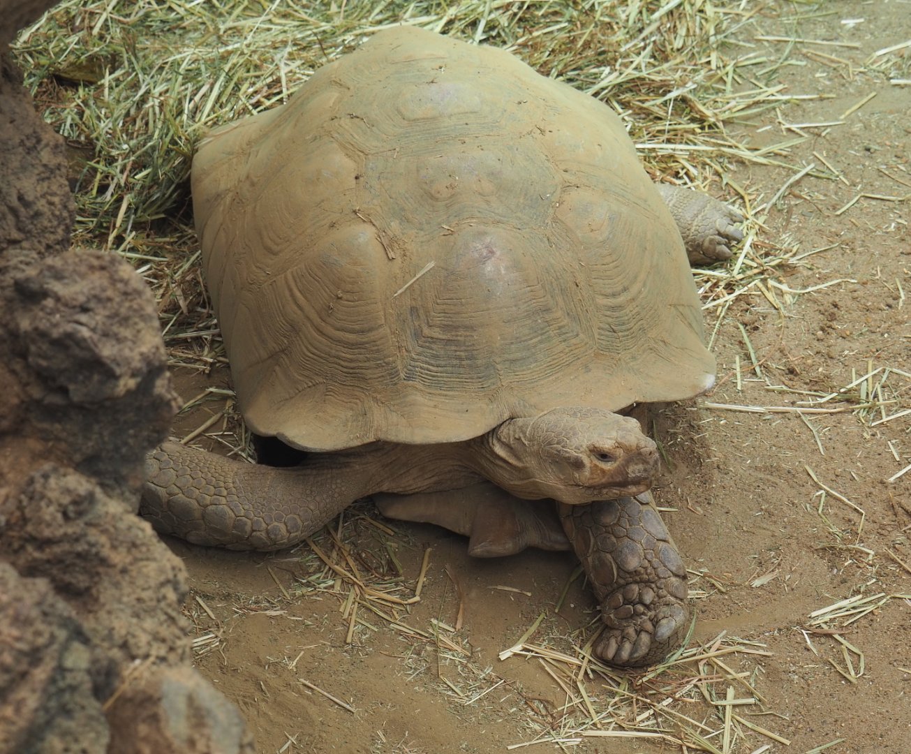 African spurred tortoise (Centrochelys sulcata), 2021-06-12