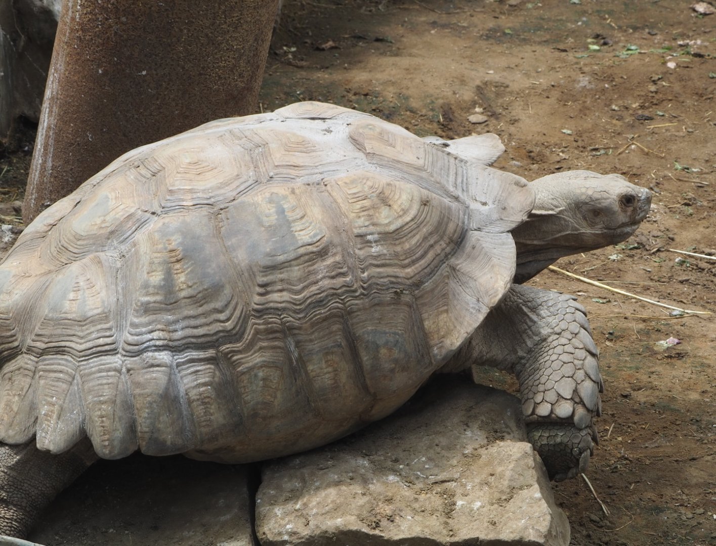 African spurred tortoise (Centrochelys sulcata), 2021-06-15