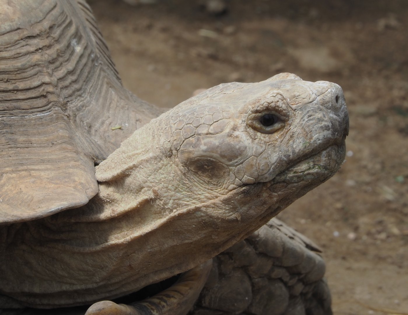 African spurred tortoise (Centrochelys sulcata), 2021-06-15