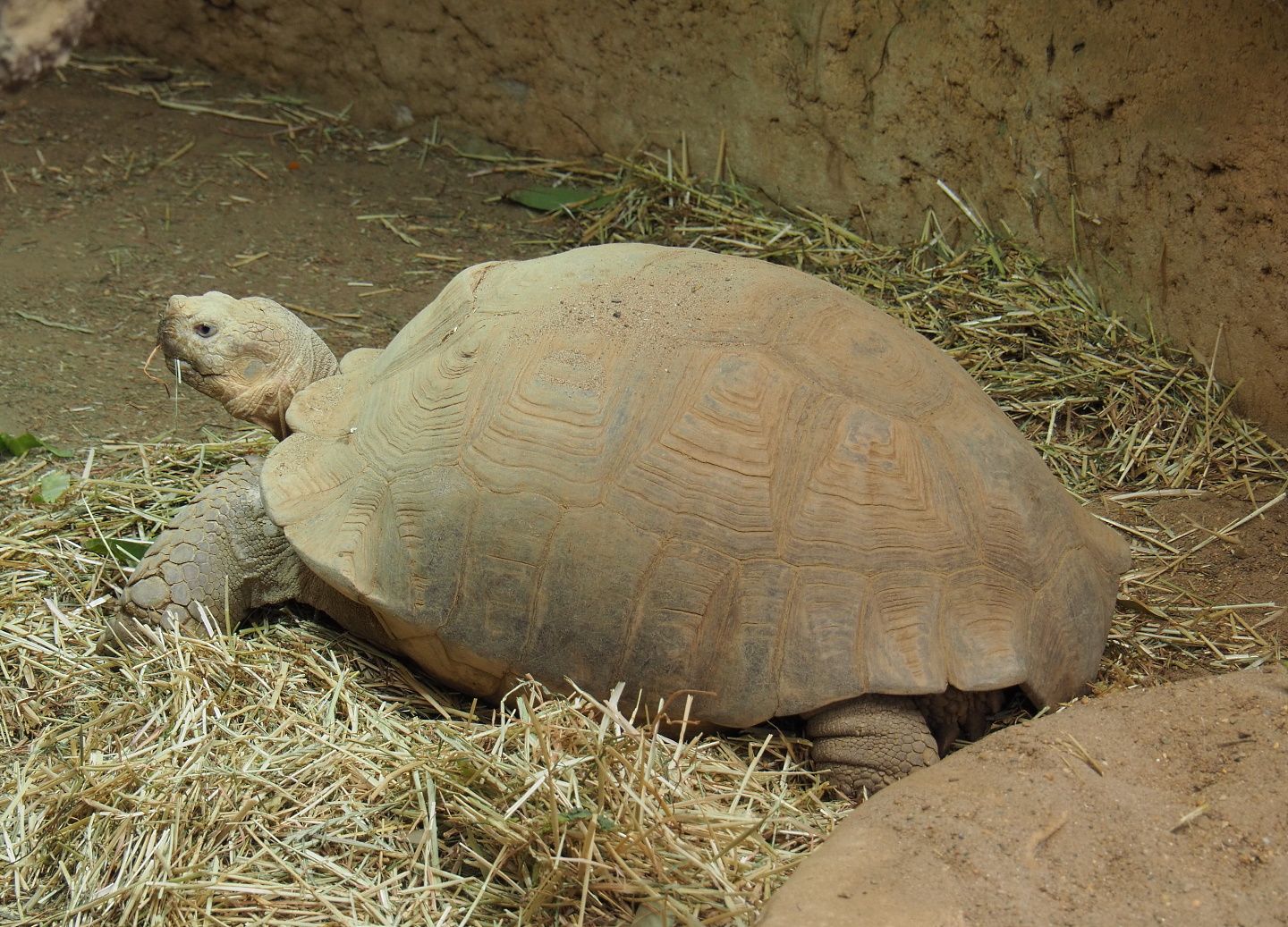 African spurred tortoise (Centrochelys sulcata), 2021-07-17