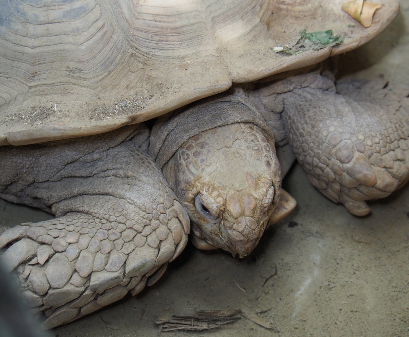 African spurred tortoise (Centrochelys sulcata), 2021-07-17