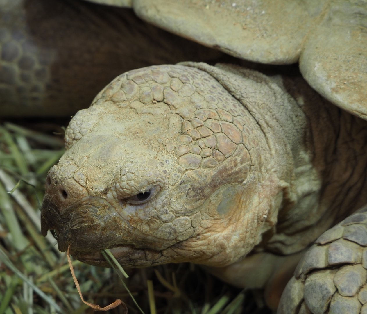 African spurred tortoise (Centrochelys sulcata), 2021-07-17