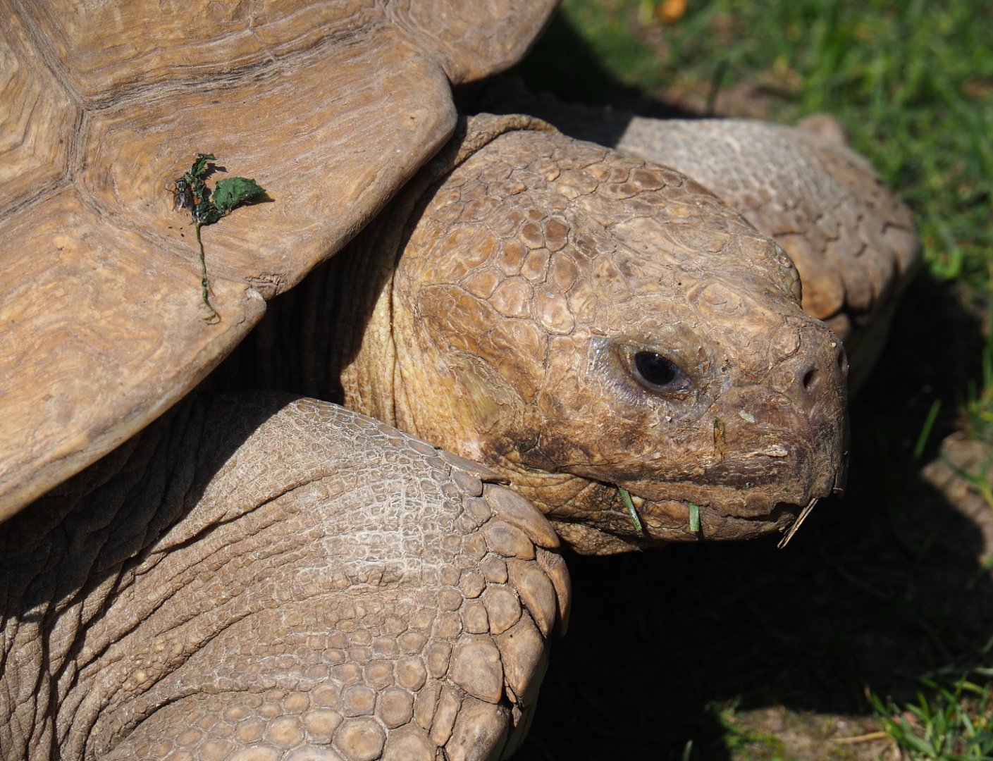 African spurred tortoise (Centrochelys sulcata), 2021-09-02