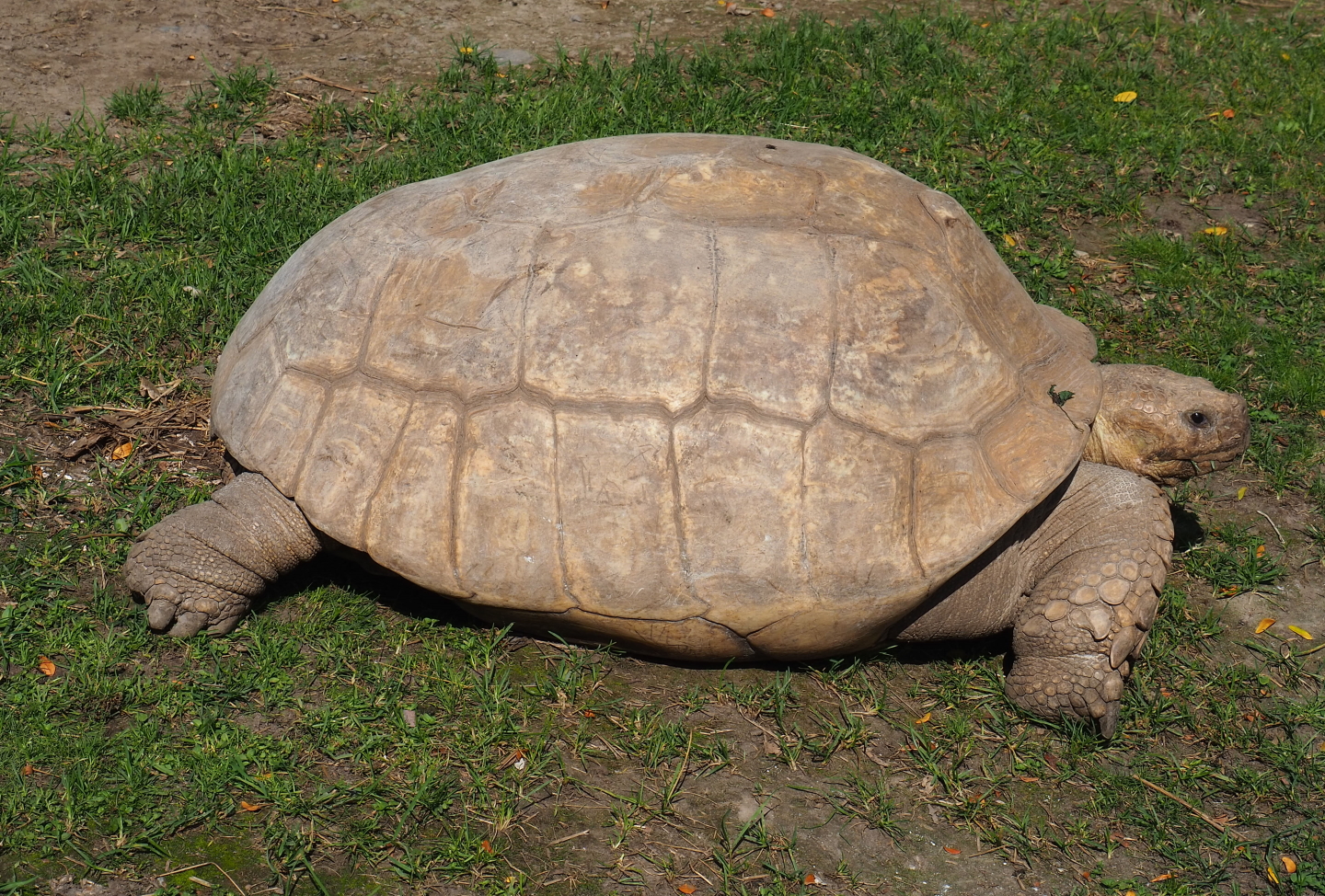 African spurred tortoise (Centrochelys sulcata), 2021-09-02