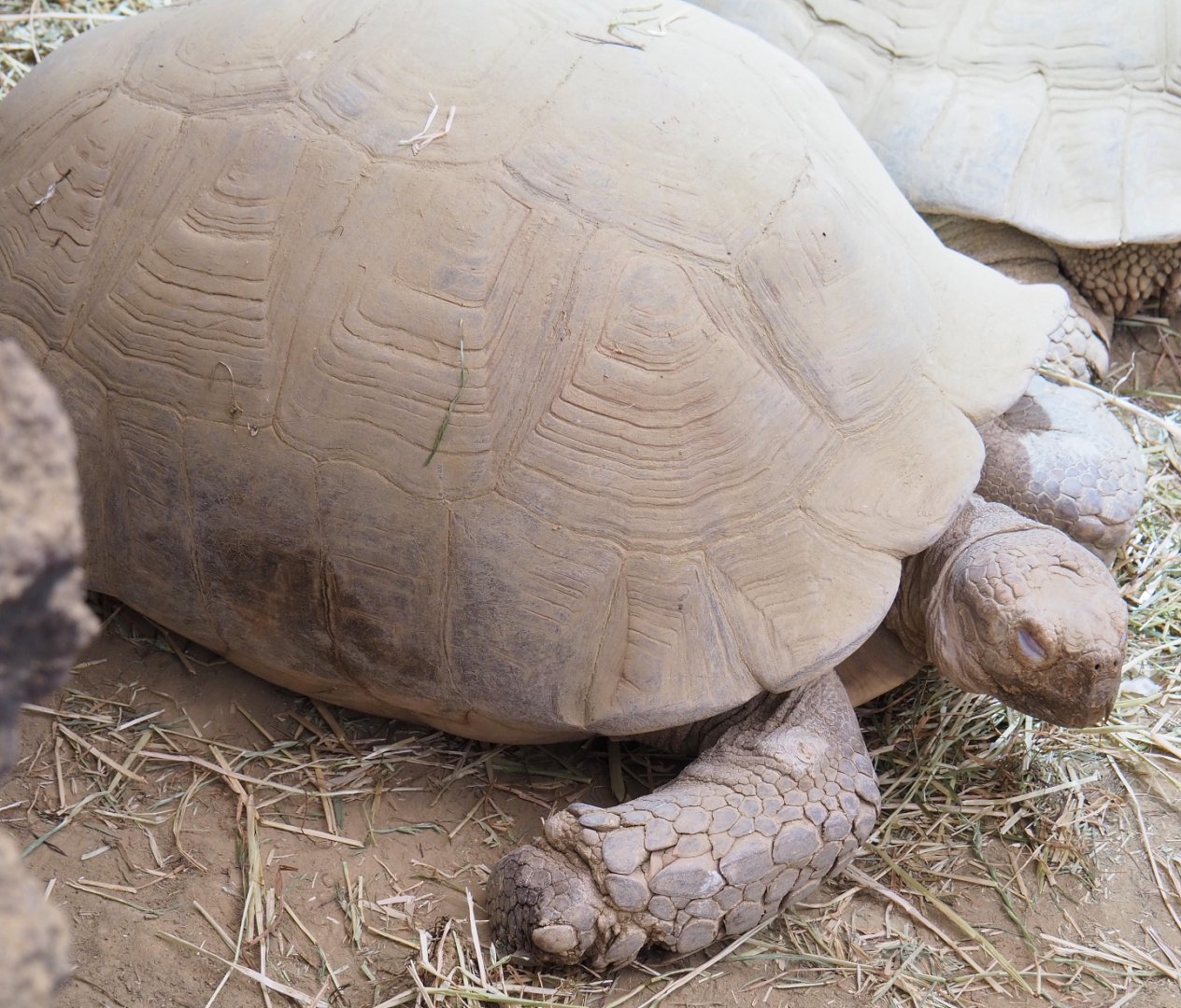 African spurred tortoise (Centrochelys sulcata), 2022-03-16