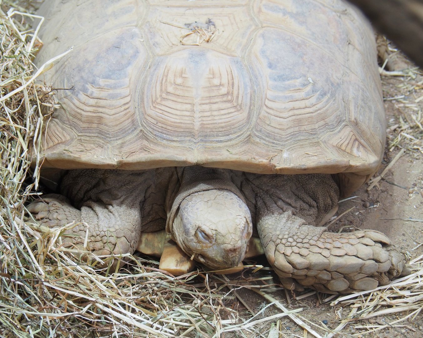 African spurred tortoise (Centrochelys sulcata), 2022-05-26