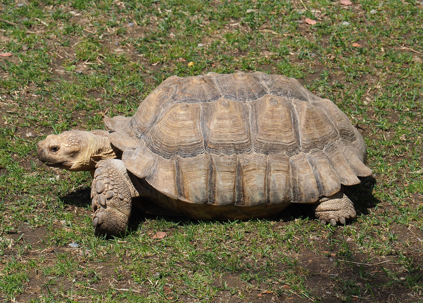 African spurred tortoise (Centrochelys sulcata), 2022-06-28
