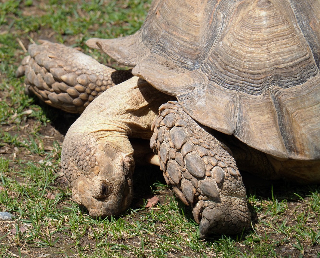 African spurred tortoise (Centrochelys sulcata), 2022-06-28