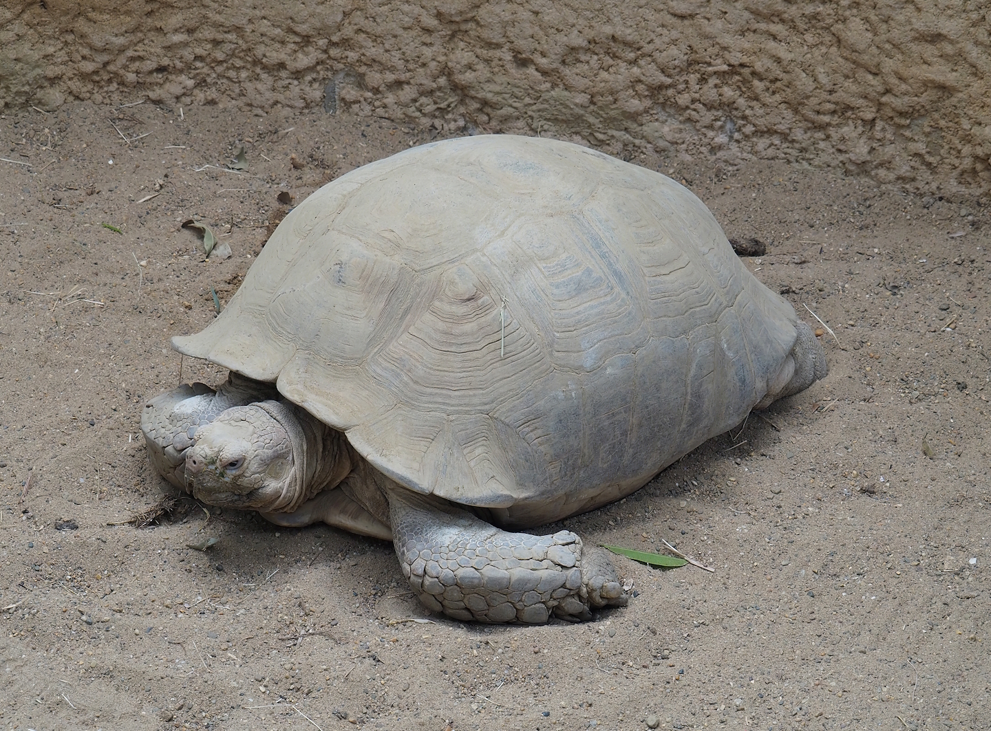 African spurred tortoise (Centrochelys sulcata), 2022-09-04