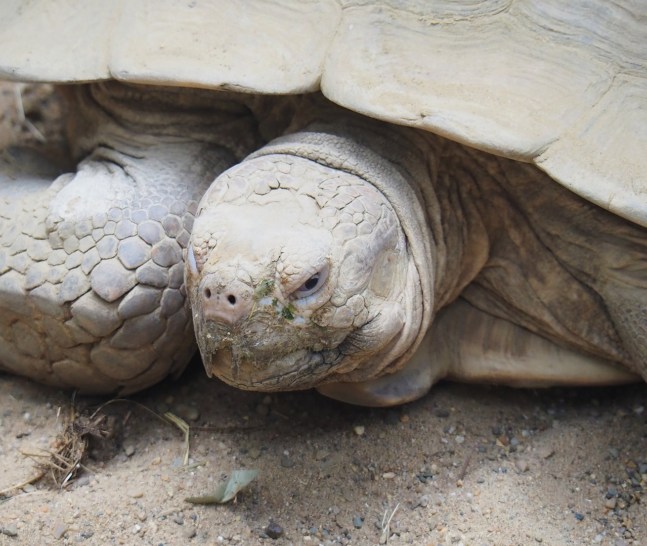 African spurred tortoise (Centrochelys sulcata), 2022-09-04
