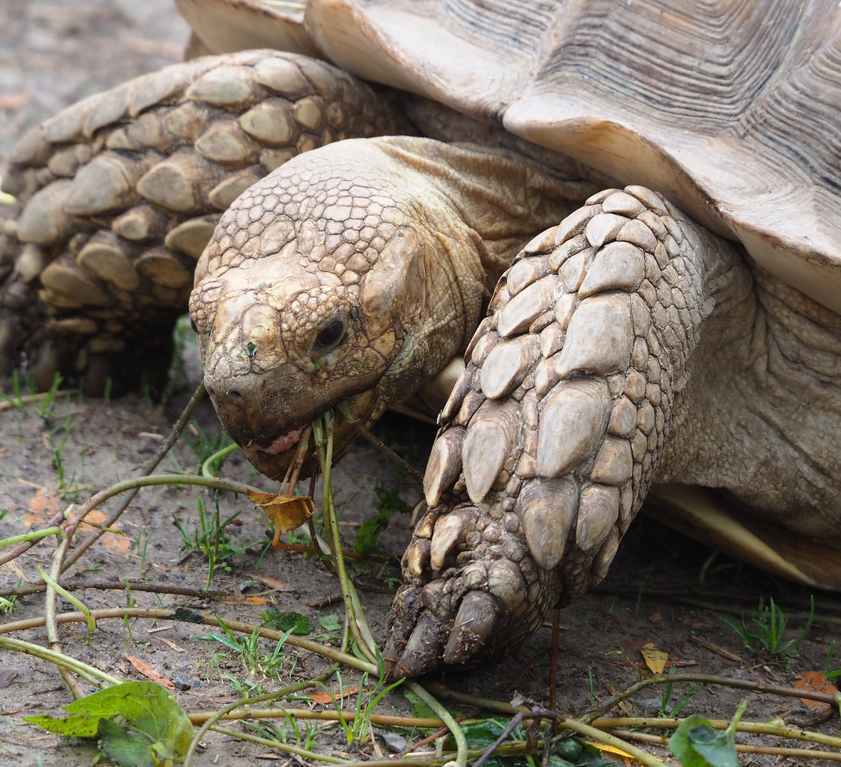 African spurred tortoise (Centrochelys sulcata), 2022-09-15