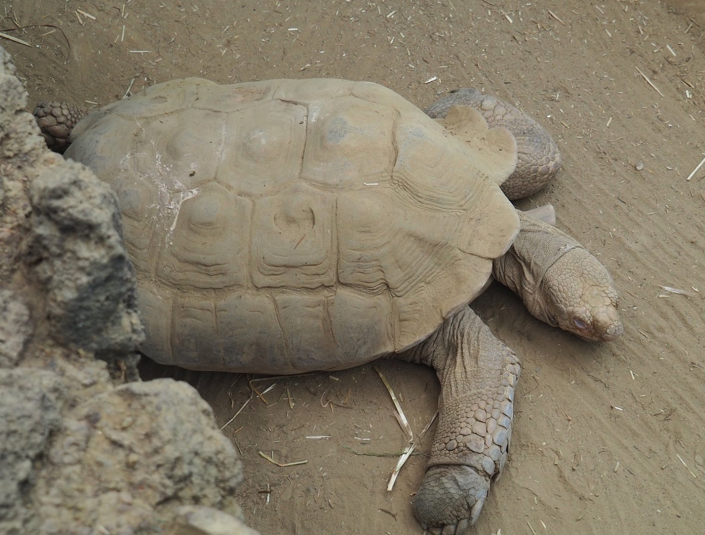 African spurred tortoise (Centrochelys sulcata), 2023-07-22