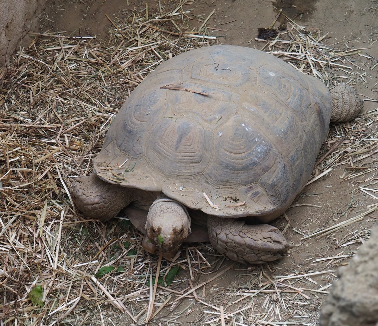 African spurred tortoise (Centrochelys sulcata), 2023-07-22
