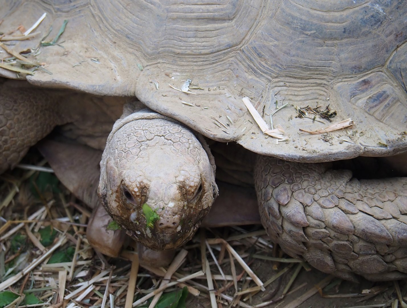African spurred tortoise (Centrochelys sulcata), 2023-07-22