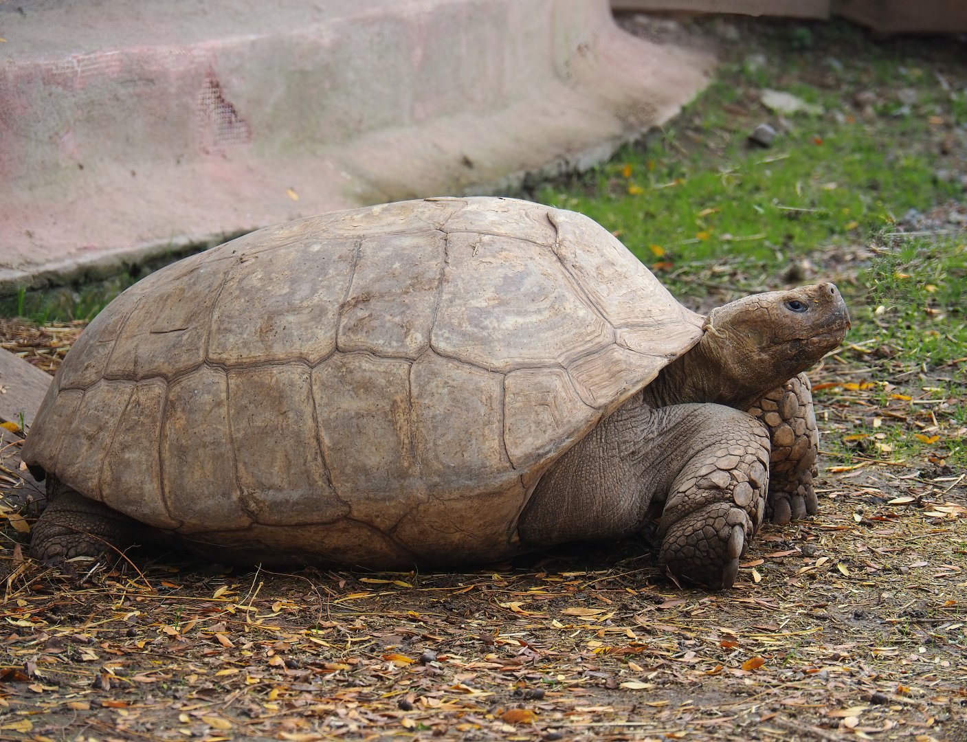 African spurred tortoise (Centrochelys sulcata), 2023-10-13