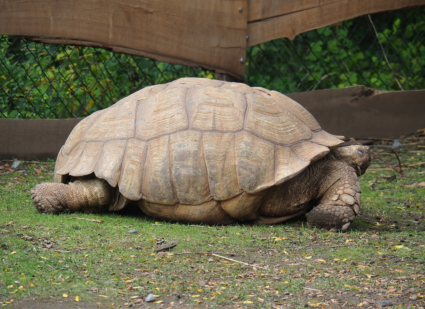 African spurred tortoise (Centrochelys sulcata), 2023-10-13