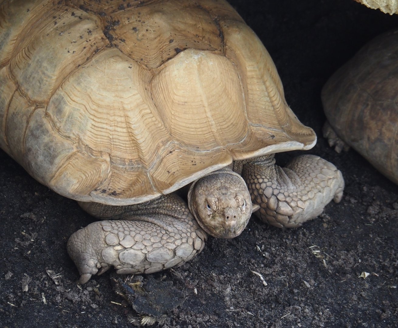 African spurred tortoise (Centrochelys sulcata), 2024-06-30