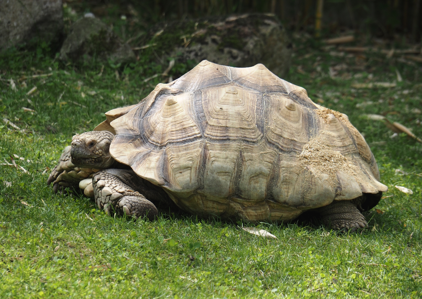 African spurred tortoise (Centrochelys sulcata), 2024-08-05