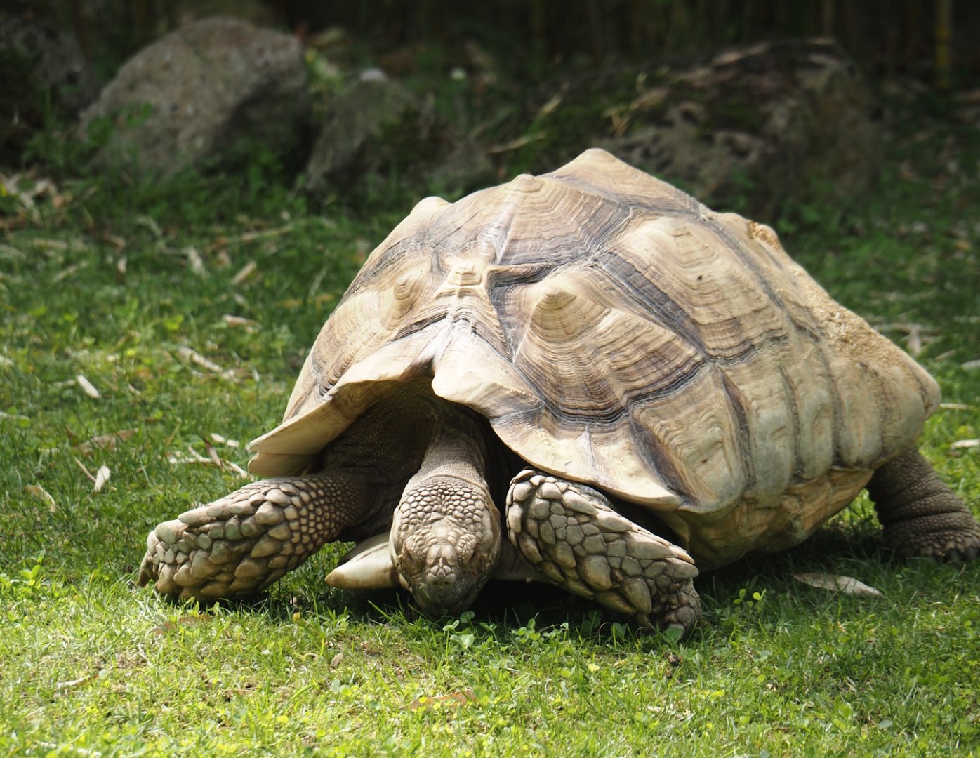 African spurred tortoise (Centrochelys sulcata), 2024-08-05
