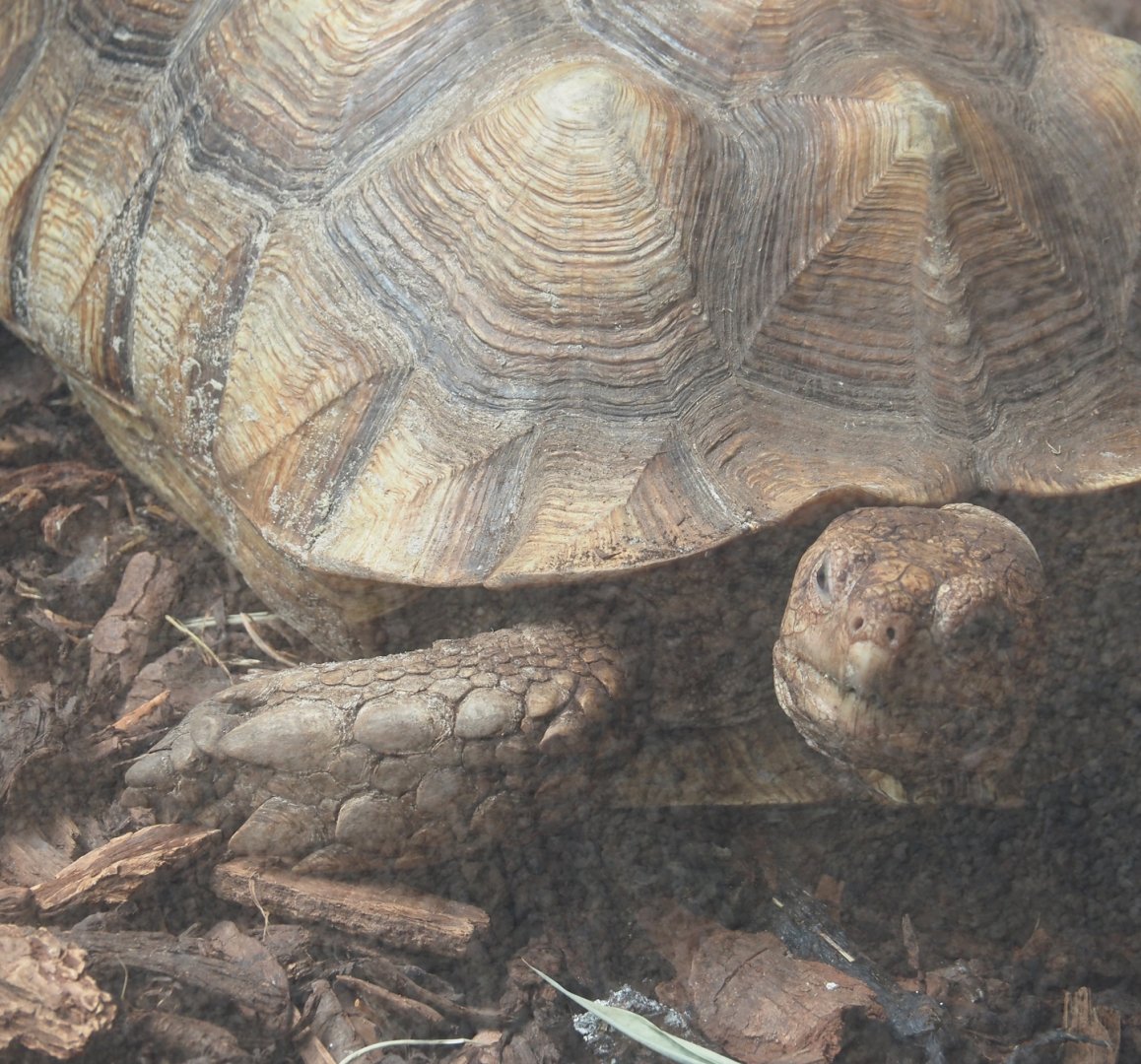 African spurred tortoise (Centrochelys sulcata), 2024-08-18