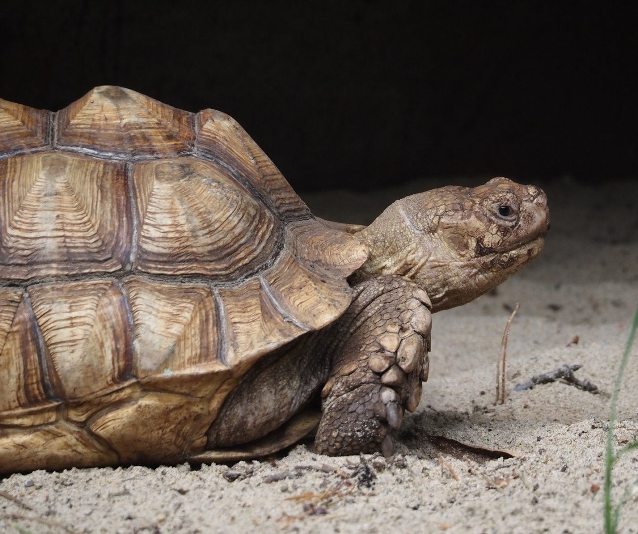 African spurred tortoise (Centrochelys sulcata), 2024-08-18