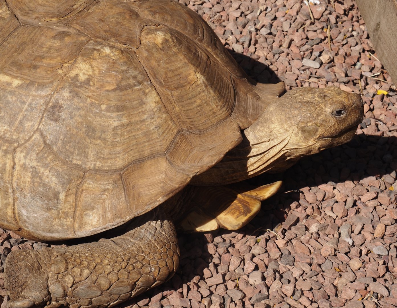 African spurred tortoise (Centrochelys sulcata), 2024-09-17