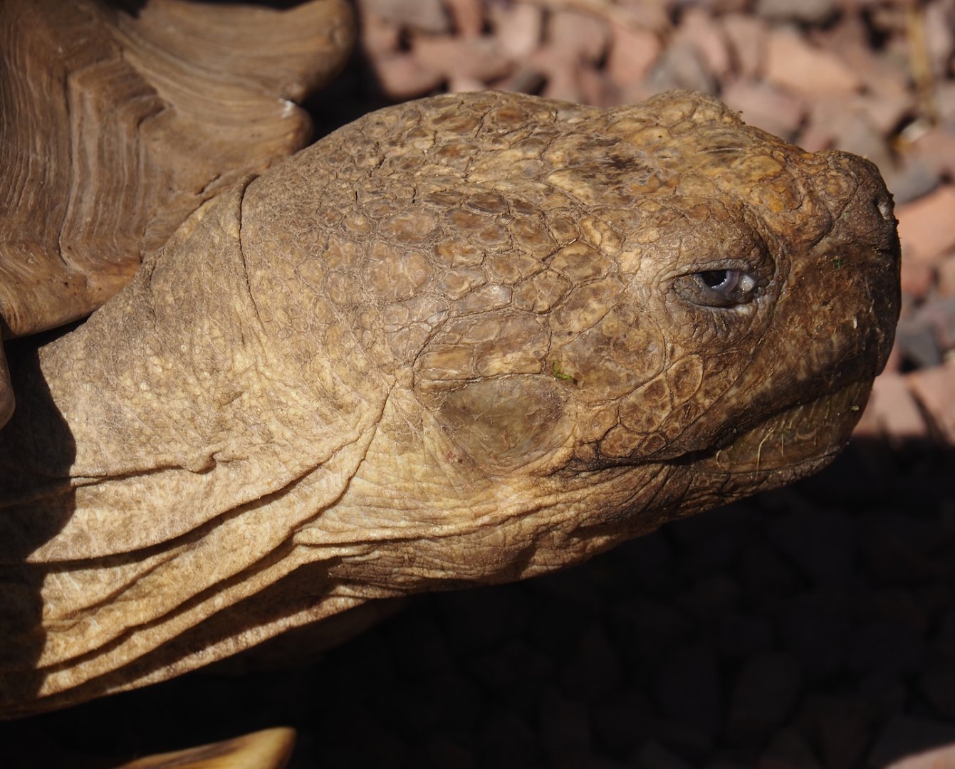 African spurred tortoise (Centrochelys sulcata), 2024-09-17