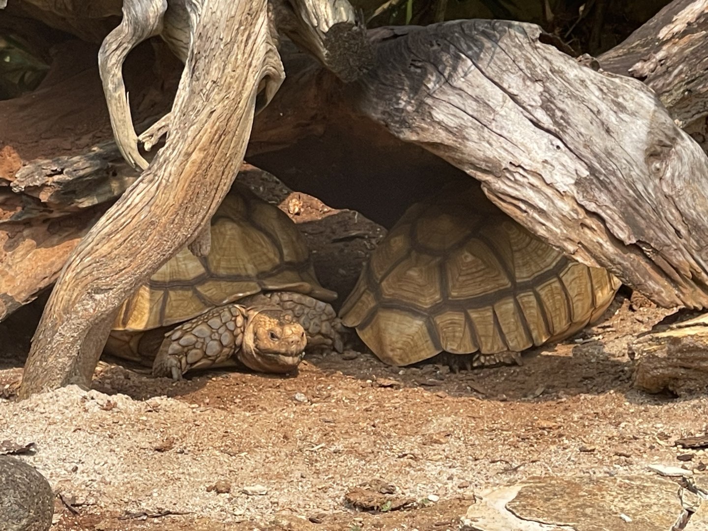 african spurred tortoise (centrochelys sulcata) (3) - museum komodo