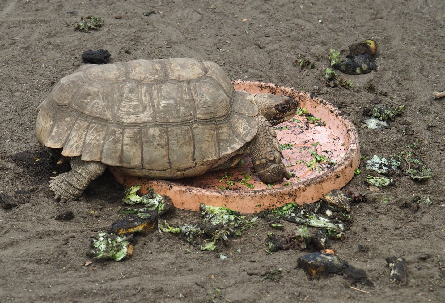 African spurred tortoise (Centrochelys sulcata) and food scraps (Aug 28th, 2018)