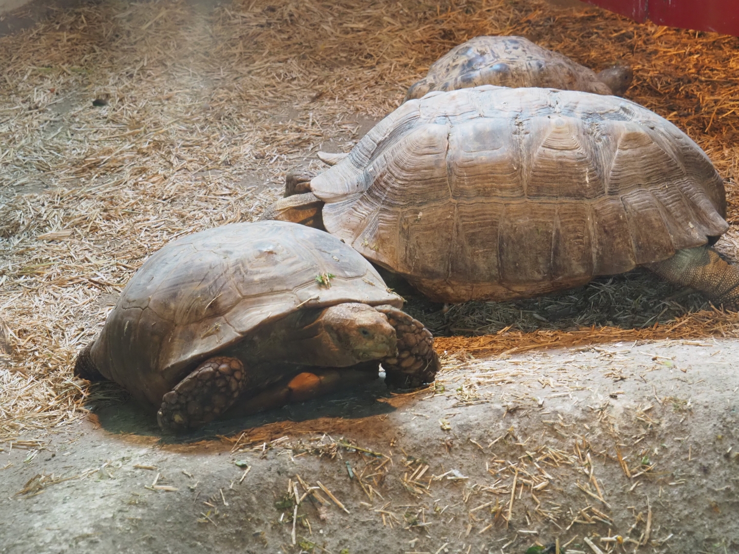 African spurred tortoise (Centrochelys sulcata) and  Leopard tortoise (Stigmochelys pardalis), 2019-04-06