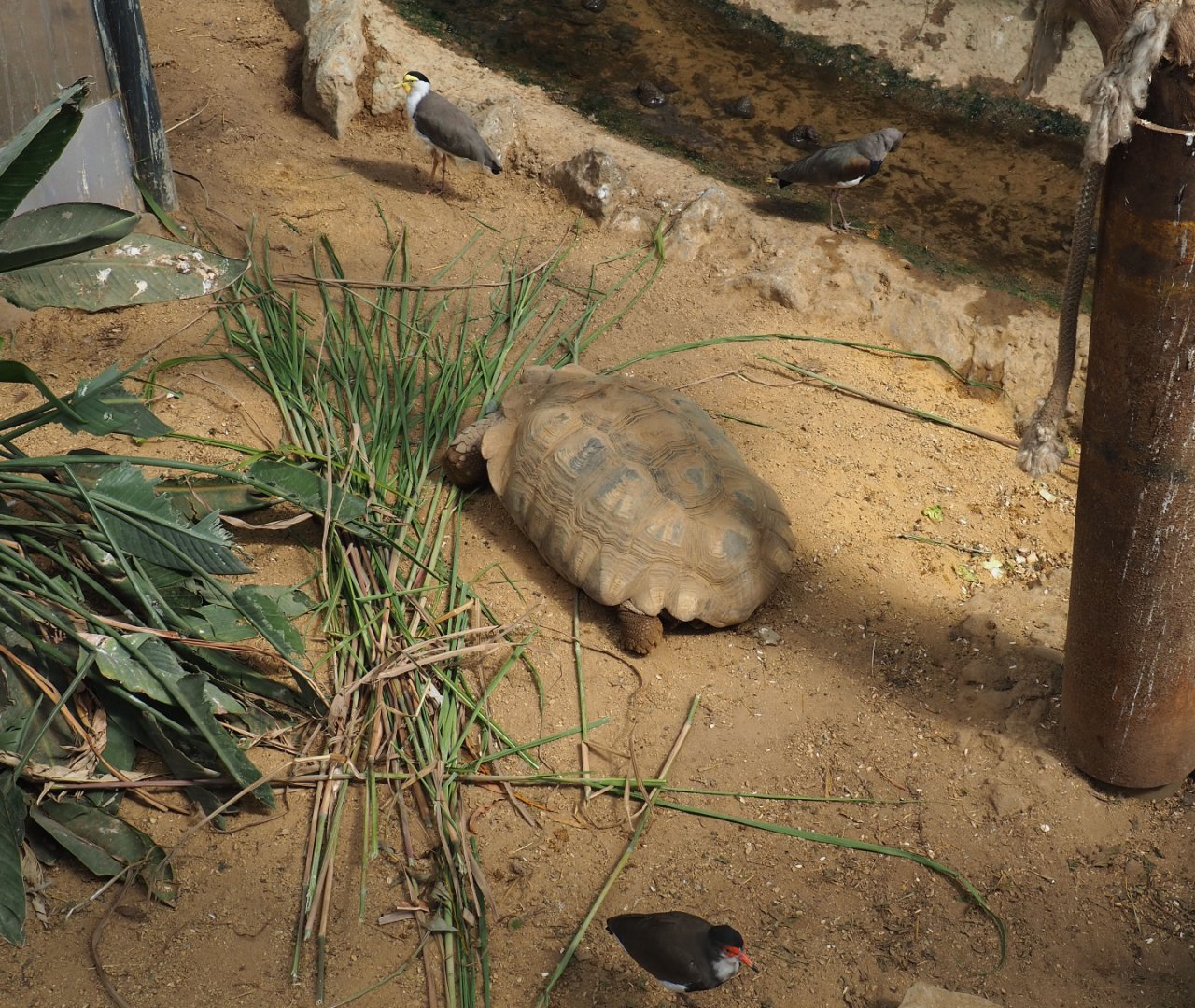 African spurred tortoise (Centrochelys sulcata) and three types of lapwing, 2019-08-04