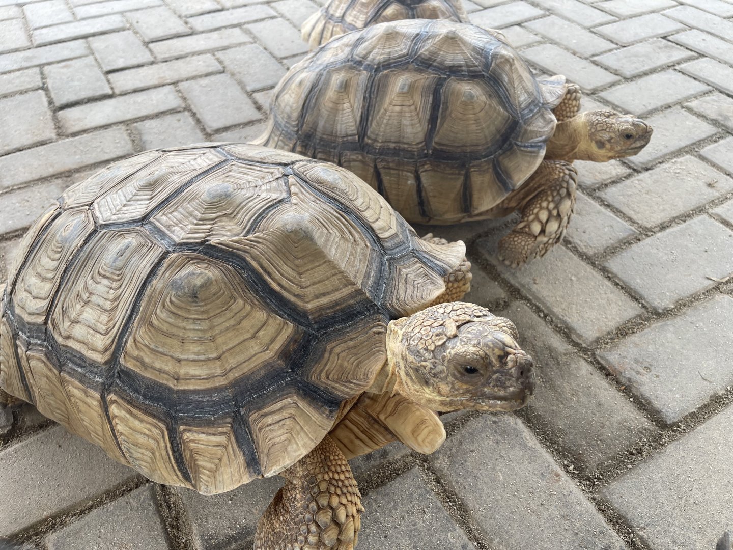 african spurred tortoise (centrochelys sulcata) - aviary park