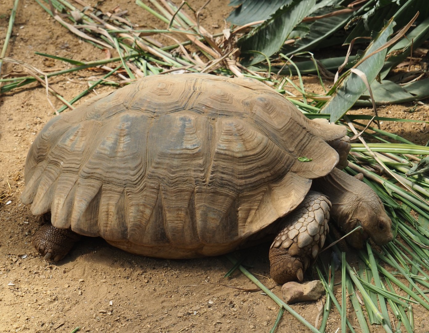 African spurred tortoise (Centrochelys sulcata) chewing on grass, 2019-08-04