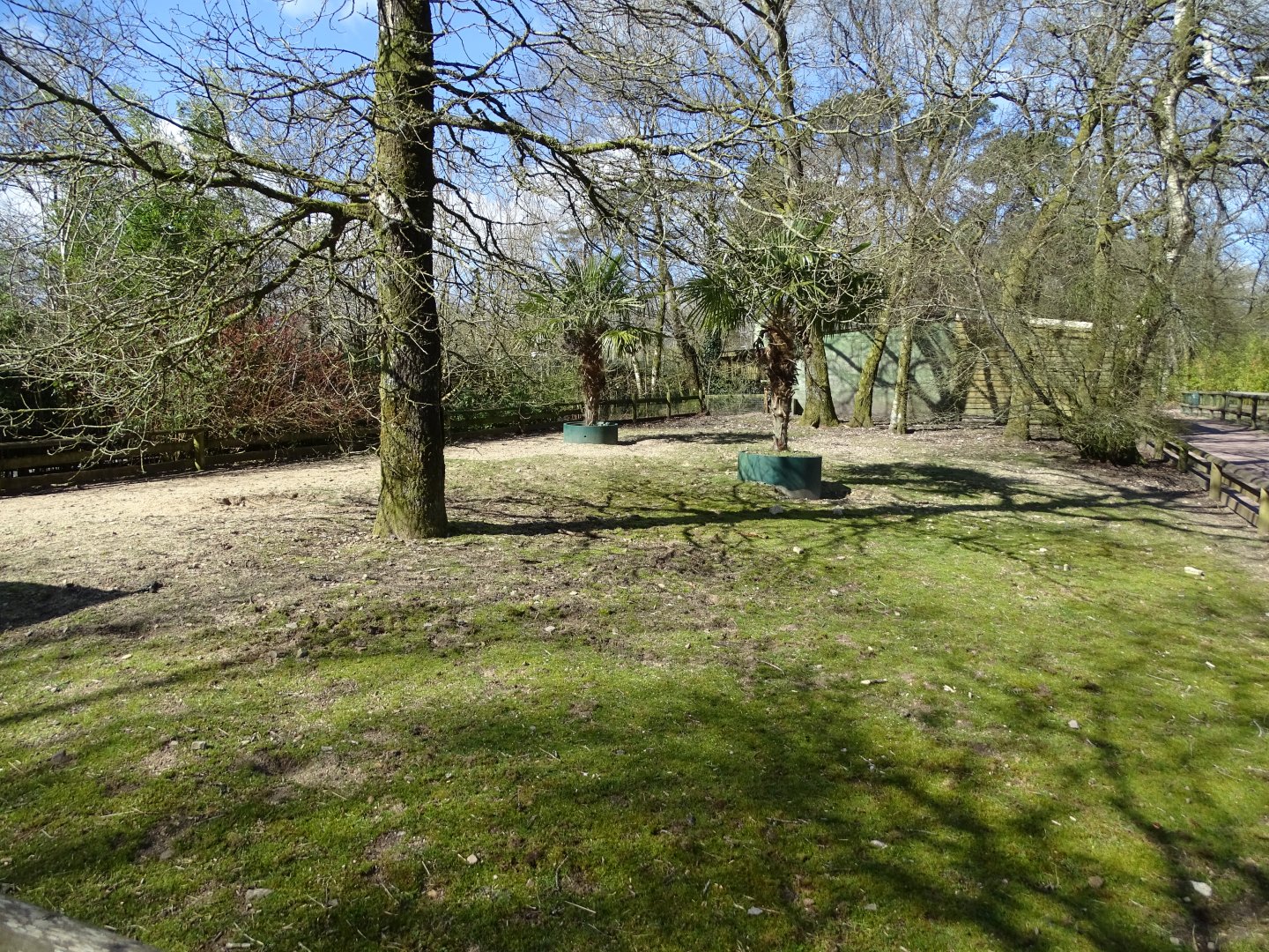 African spurred tortoise (Centrochelys sulcata) exhibit