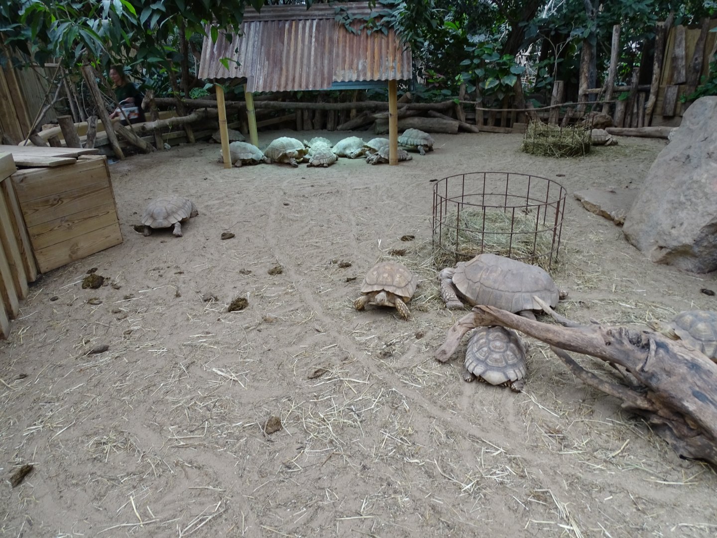 African spurred tortoise (Centrochelys sulcata) exhibit