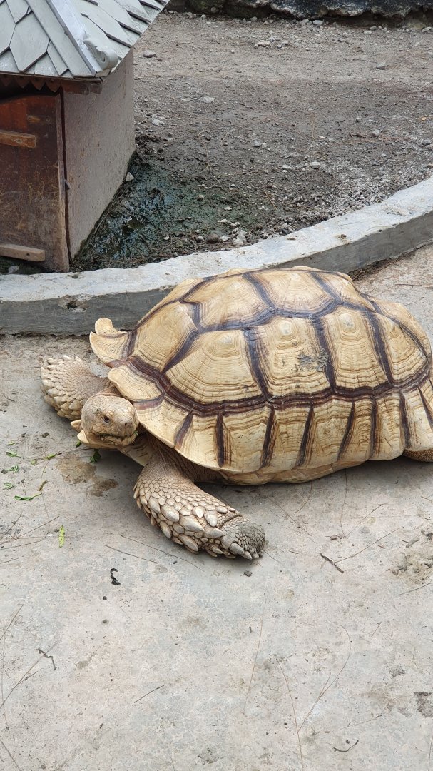 African Spurred Tortoise (Centrochelys sulcata) - Solo Safari