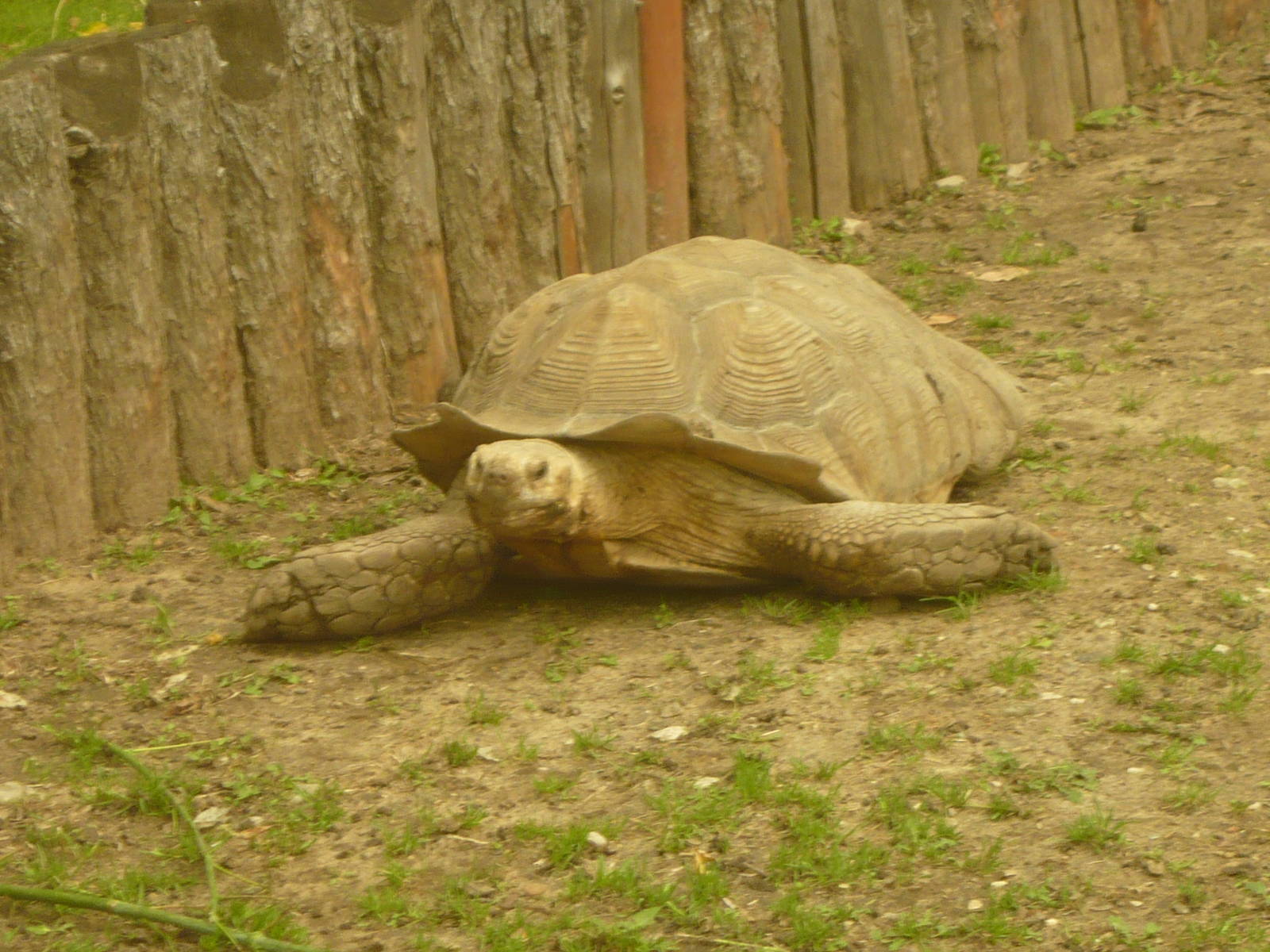 African spurred tortoise (Centrochelys sulcata)