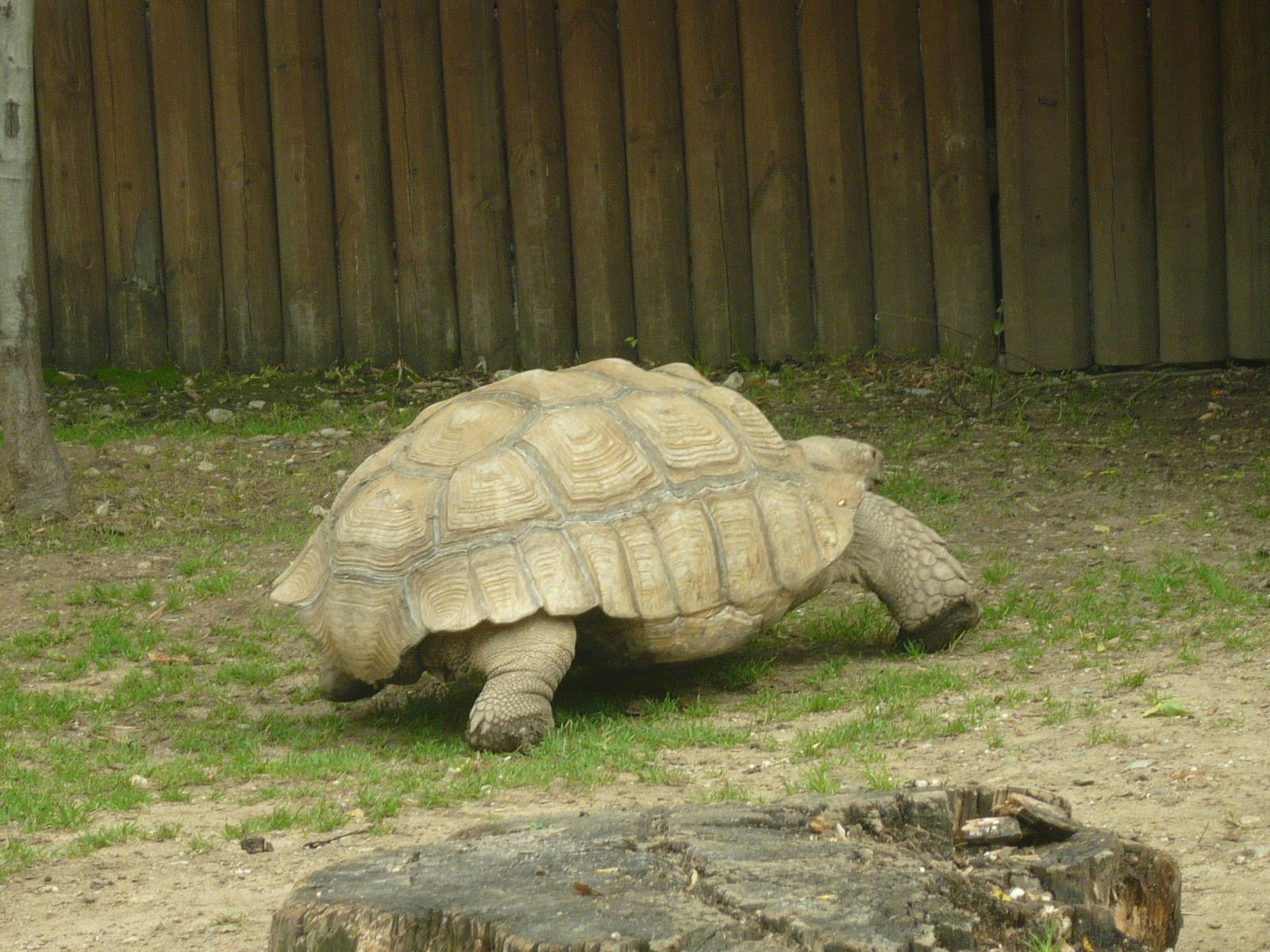 African spurred tortoise (Centrochelys sulcata)