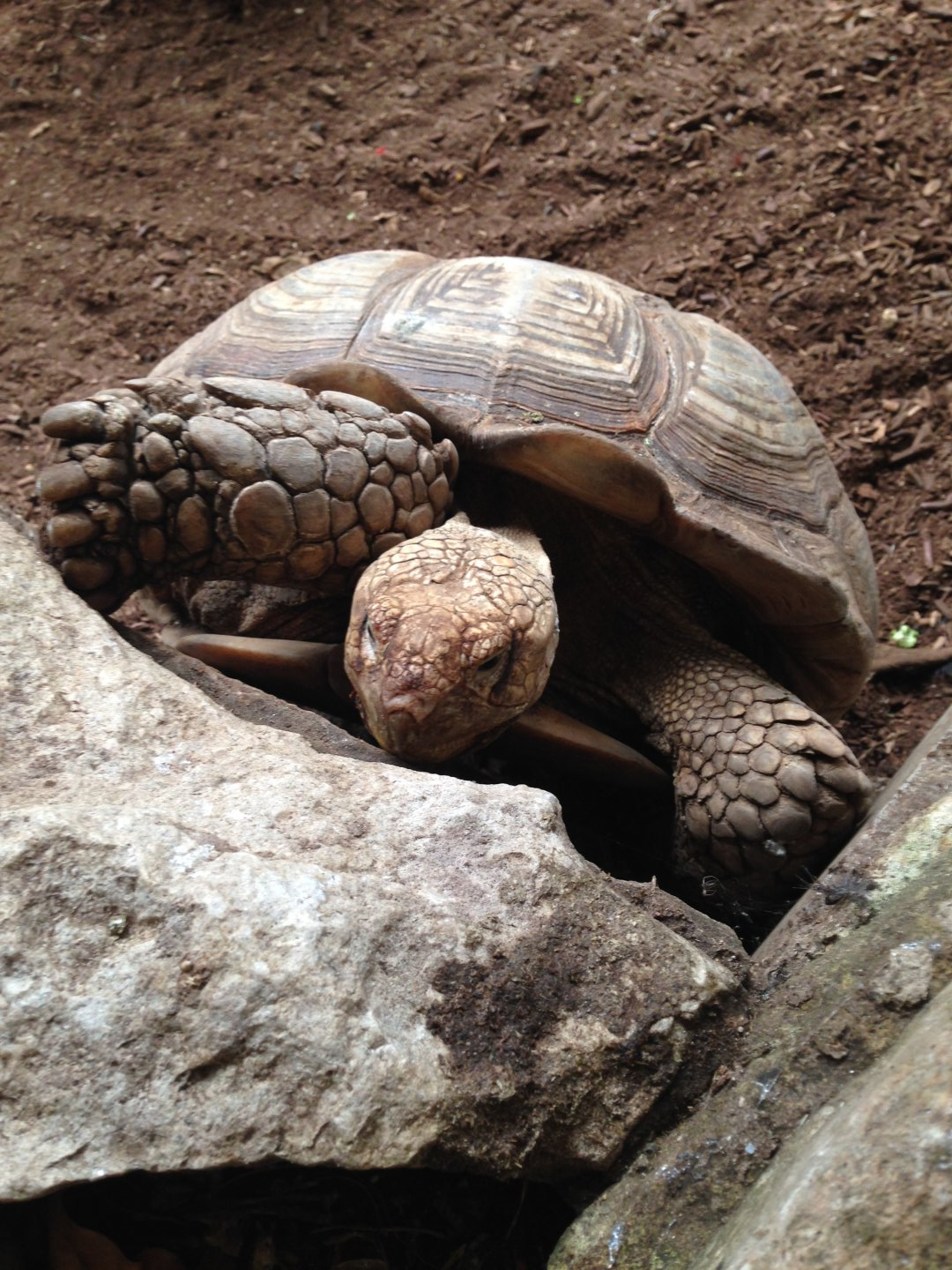 African-Spurred Tortoise - (Centrochelys Sulcata)
