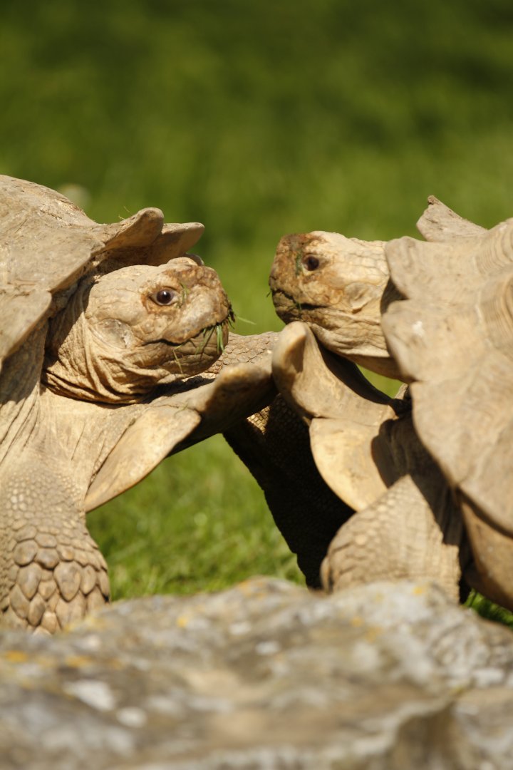 African spurred tortoise (Centrochelys sulcata)