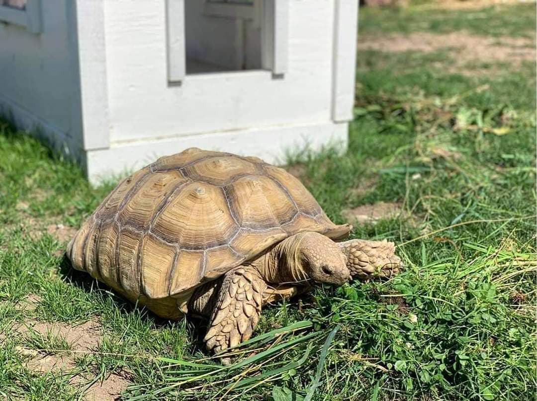 African spurred tortoise (Centrochelys sulcata)
