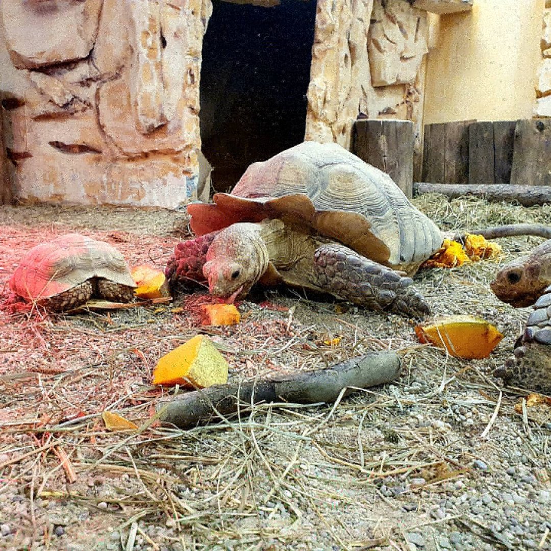 African Spurred Tortoise - Centrochelys sulcata