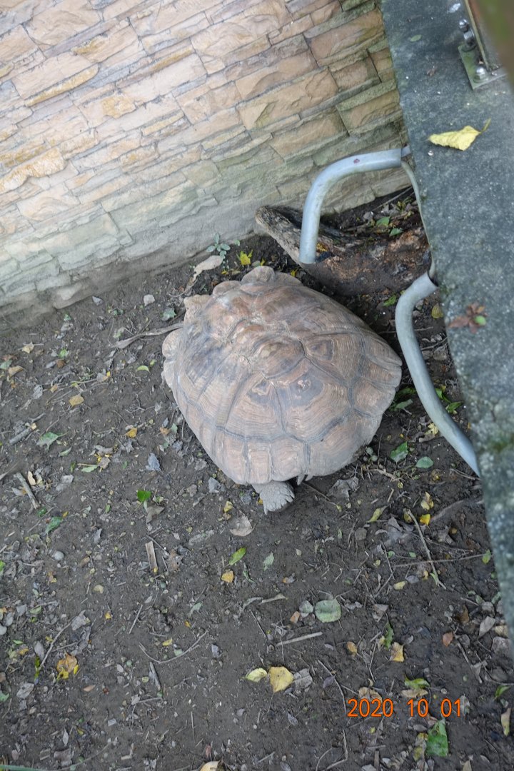 African Spurred Tortoise (Centrochelys sulcata)