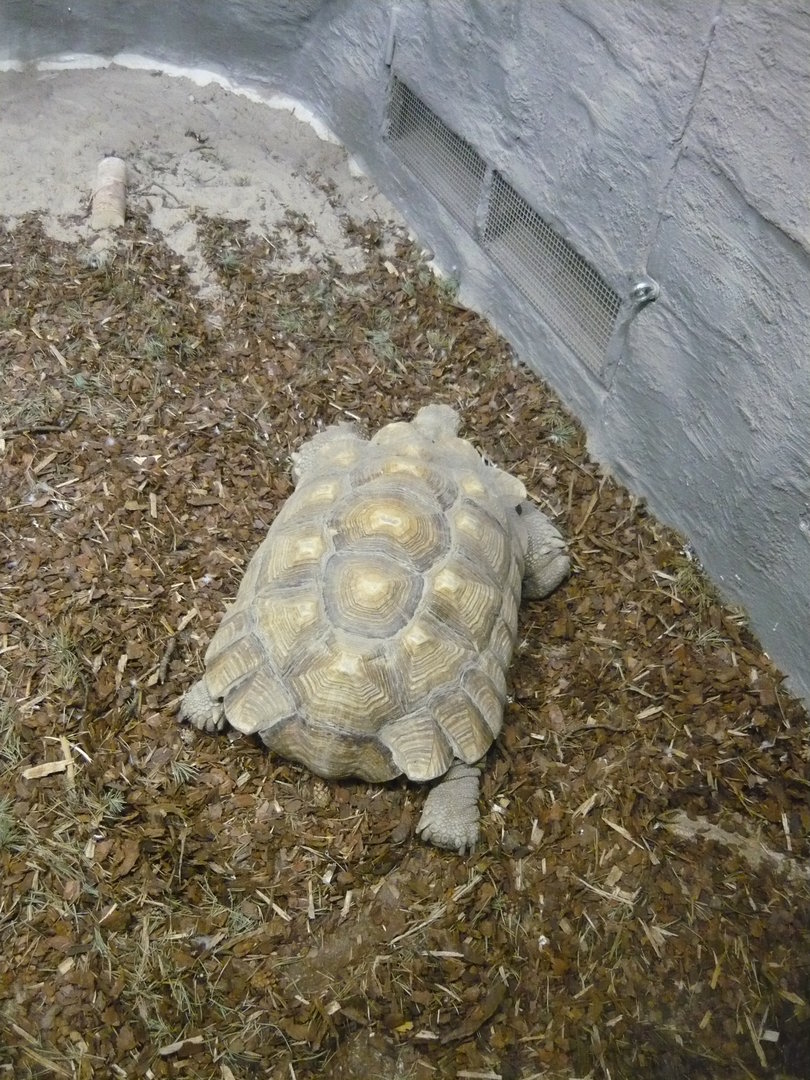 African spurred tortoise (Centrochelys sulcata)