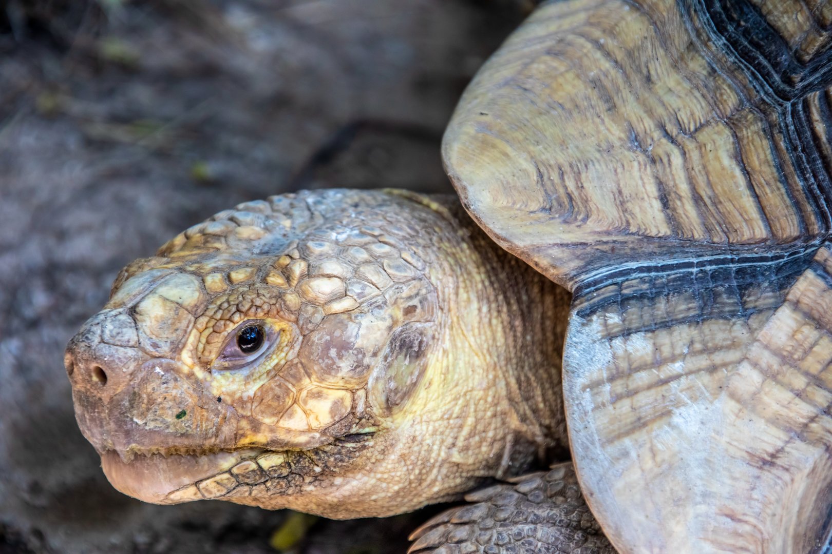 African spurred tortoise (Centrochelys sulcata)