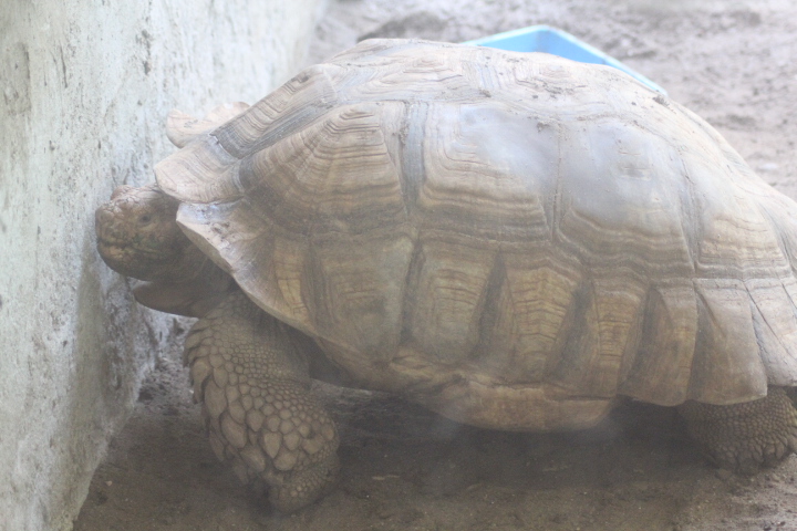 African spurred tortoise (Centrochelys sulcata)