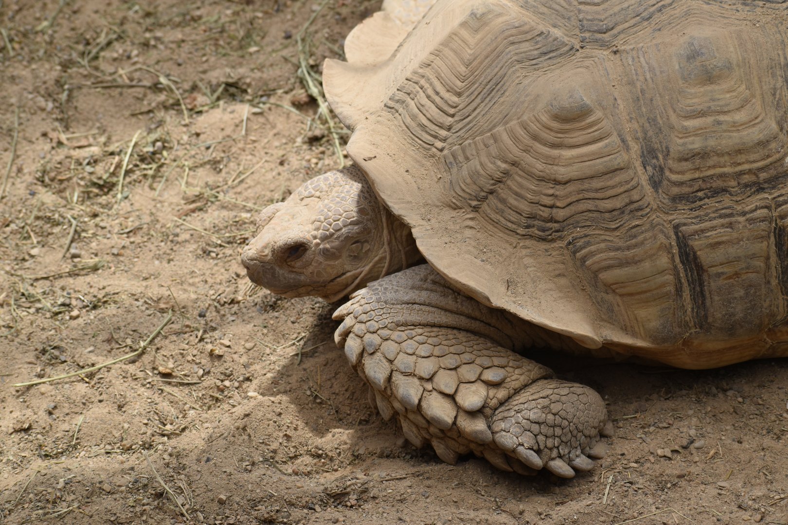 African spurred tortoise (Centrochelys sulcata)