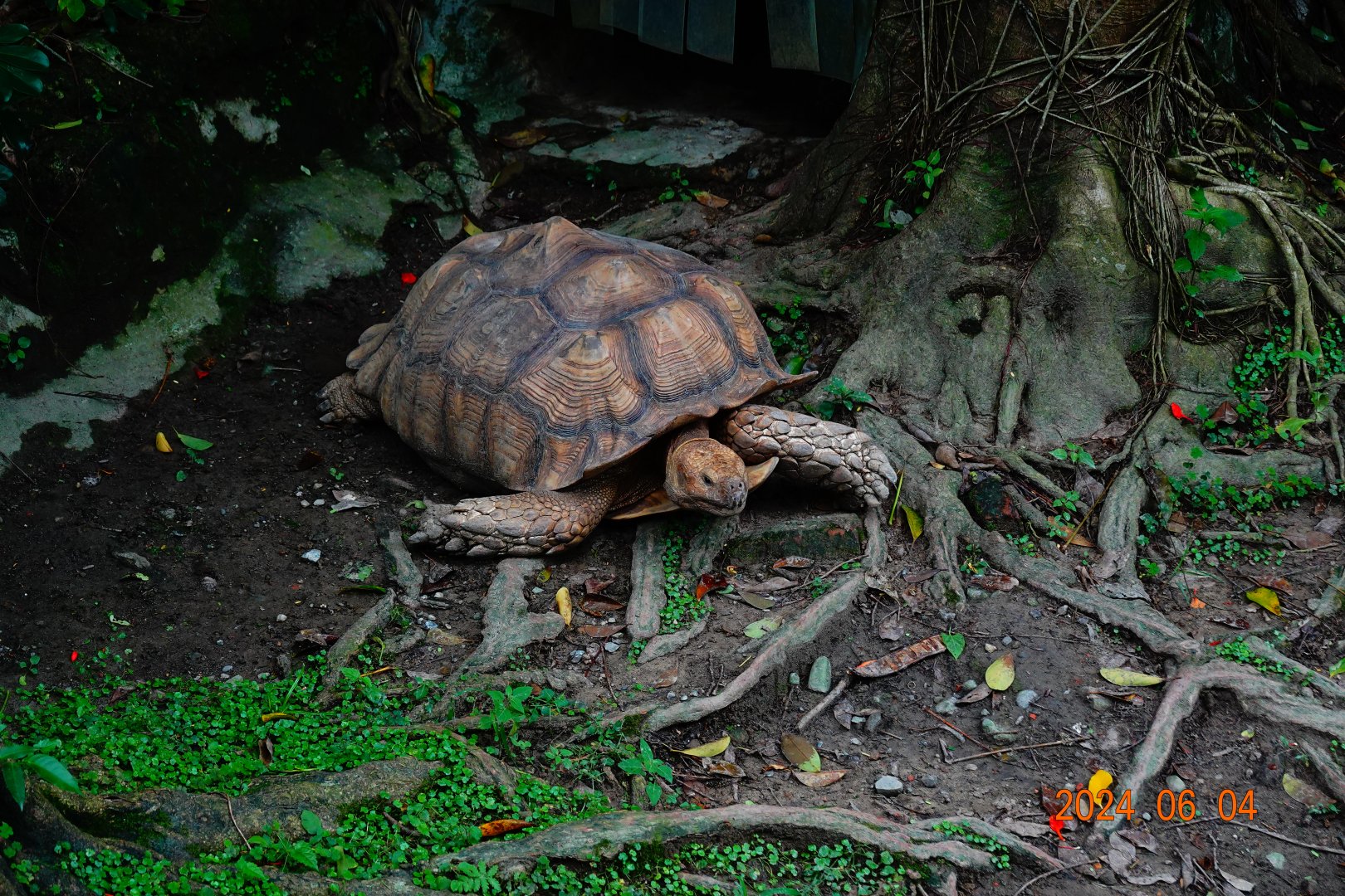 African Spurred Tortoise (Centrochelys sulcata)